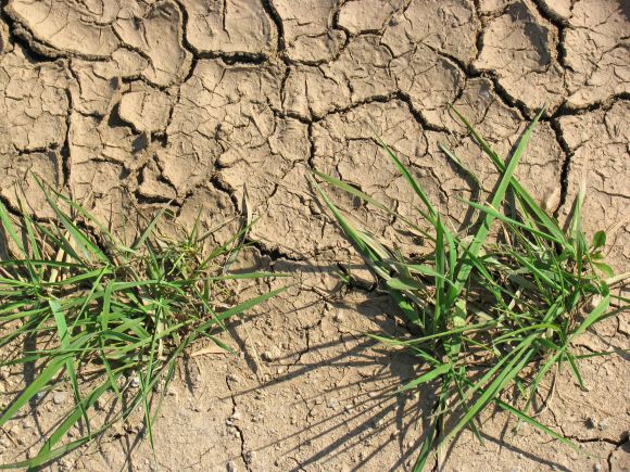 Nedávné sucho bylo nejhorší za poslední dvě tisíciletí