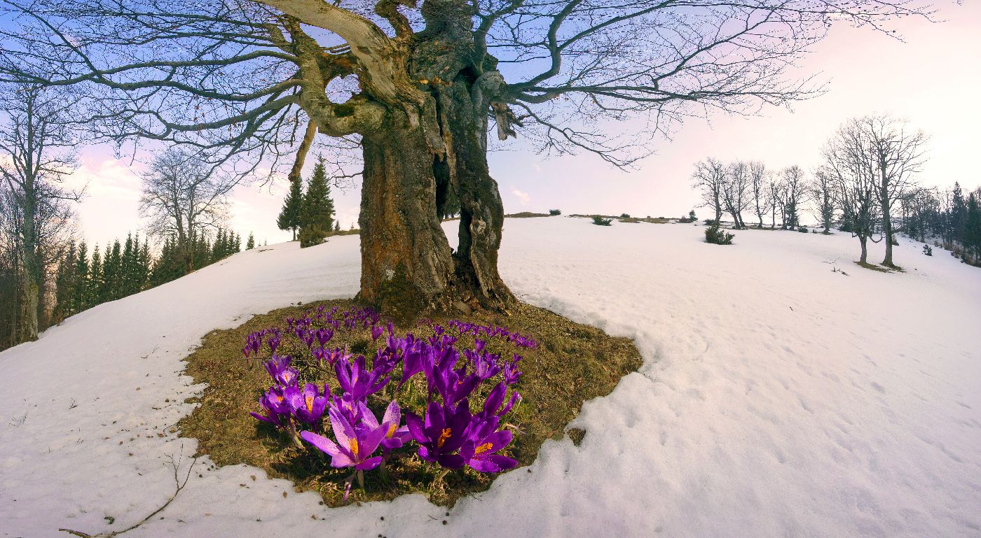 Výhled počasí do konce astronomické zimy: Teplé počasí se jen tak nevzdá