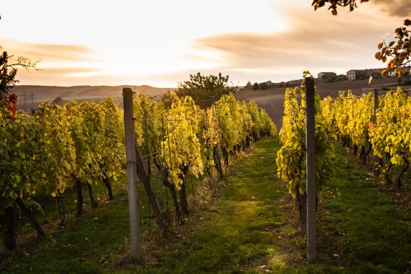 Jarní mrazy silně poškodily vinaře ve Francii
