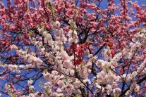 Jarní rovnodennost letos nenastane 21. března