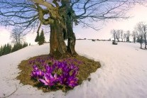 Výhled počasí do konce astronomické zimy: Teplé počasí se jen tak nevzdá