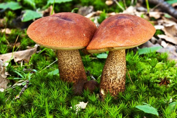 Mapa ukazuje, kde již začínají růst houby. Aktivita klíšťat je za vrcholem